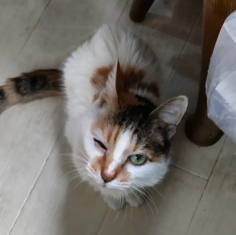 【獣医師が解説】猫も風邪をひくの？猫風邪の症状や原因、治療法について解説します